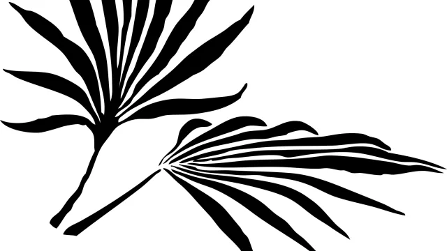 clker-free-vector-images-palm-leaves-32531_1920 (Foto: pixabay.com) clker-free-vector-images-palm-leaves-32531_1920 (Foto: pixabay.com)